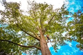 Best Tree Health Inspection  in Meadow Oaks, FL